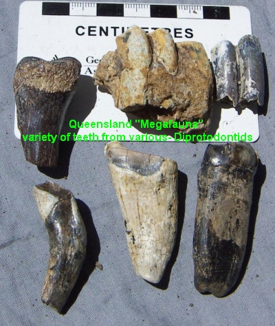 Beach Fossil Bone Identification Online | emergencydentistry.com